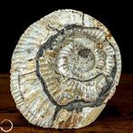 Zeldzaam! AA++ Natuurlijke ammoniet Fossiel in septaire