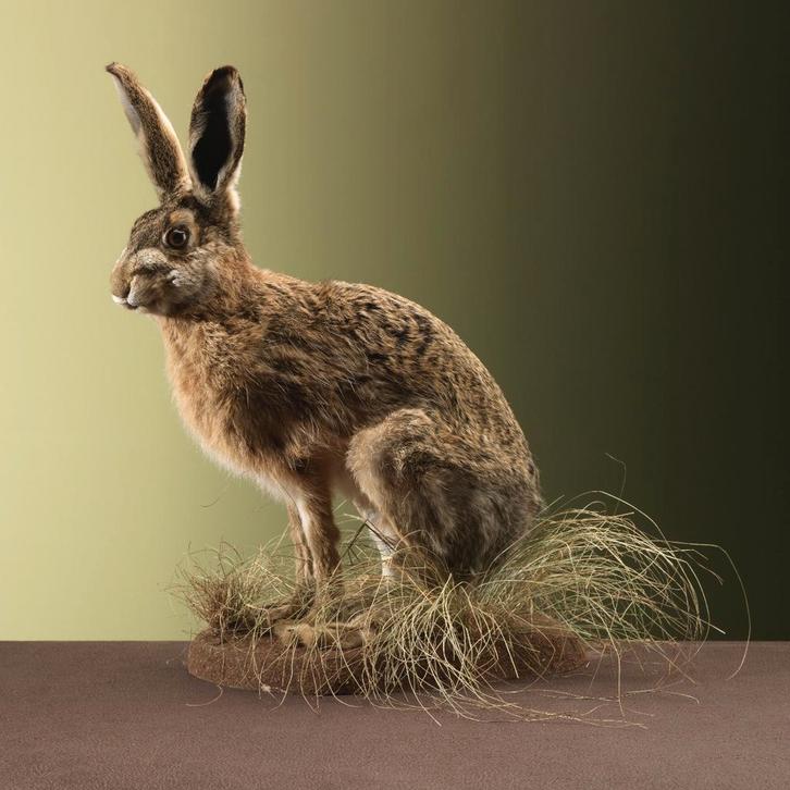 Haas Taxidermie Opgezette Dieren By Max, Verzamelen, Dierenverzamelingen, Opgezet dier, Nieuw, Wild dier, Ophalen of Verzenden