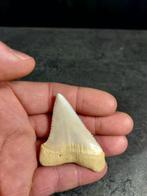Witte haai Taxidermie volledige montage - Carcharodon, Nieuw