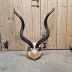 Trophée de chasse, Verzamelen, Dierenverzamelingen, Nieuw