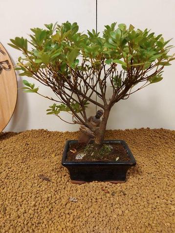Azalea bonsai (Rhododendron) - Hoogte (boom): 28 cm - Diepte