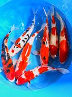 Hirasawa Marusei  40-50 cm (Japanse Koi), Ophalen of Verzenden, Nieuw