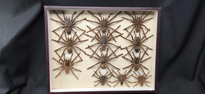 South America spider - Mygales large Collection (50x40cm) -, Antiquités & Art, Curiosités & Brocante