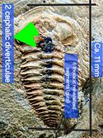 ZACHTE DELEN Bigotinops (vgl.) dangeardi. Extrem zeldzaam.