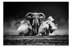 Arnold Mariashin - Animals 81 El - XL - No reserve