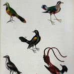 William Frederic[k] Martyn - A new dictionary of natural