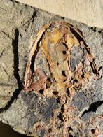 Een paar - Gefossiliseerd dier - Salamander - 17 cm