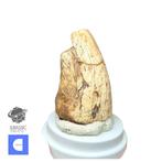 Gefossiliseerde klauw - Rare Unidentified Iguanodontian, Verzamelen, Mineralen en Fossielen