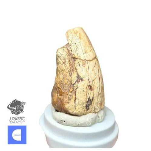 Gefossiliseerde klauw - Rare Unidentified Iguanodontian, Verzamelen, Mineralen en Fossielen