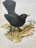 Murr - Amsel - jaren 1950