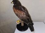 Harriss Hawk Monture pour réplique taxidermique - parabuteo, Collections