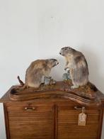 Alpine Marmots - Taxidermie volledige montage - Marmota