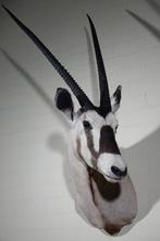 Large Gemsbok Schedel - Oryx gazella - 70 cm - 135 cm - 75, Verzamelen, Dierenverzamelingen, Nieuw