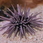 Echinometra viridis (Zee-egel), Dieren en Toebehoren
