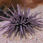 Echinometra viridis (Zee-egel), Dieren en Toebehoren, Vissen | Aquariumvissen