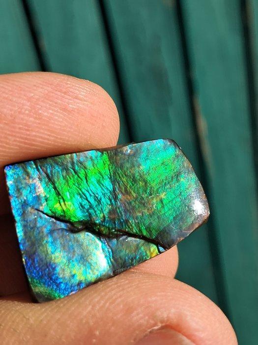 Ammoliet - Fossiel fragment - Placenticeras - 26 mm - 18 mm, Collections, Minéraux & Fossiles