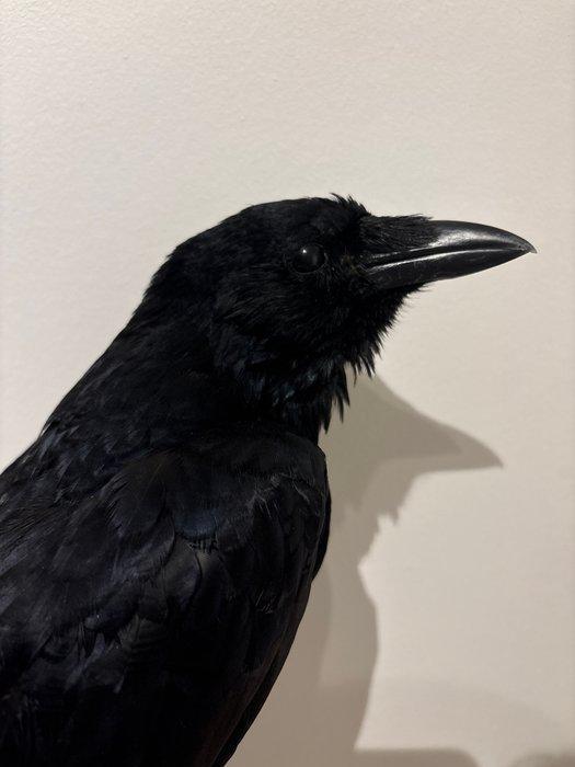 Kraai Taxidermie volledige montage - Corvus - No cites, Verzamelen, Dierenverzamelingen