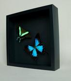 Papillon Support de corps entier pour taxidermie - Papilio, Nieuw