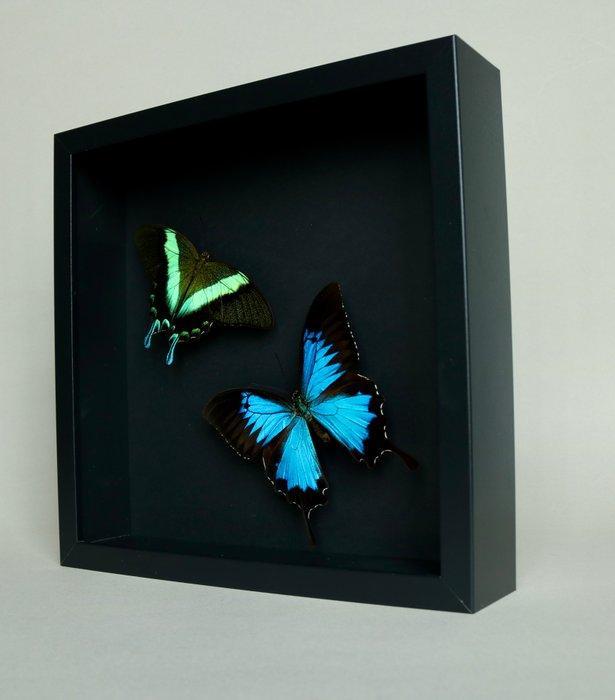 Papillon Support de corps entier pour taxidermie - Papilio, Verzamelen, Dierenverzamelingen