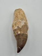 Mosasaurus - Gefossiliseerd dier - 10 cm (Zonder, Verzamelen, Mineralen en Fossielen