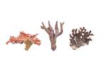 Korallenset (3 stuk) Skelet - Korallenset (3 Stück) - 0 mm -, Antiek en Kunst