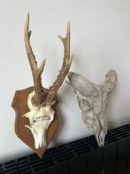 Hert / Bok Hoorns - Capreolus / Capra aegagrus hircus - 30