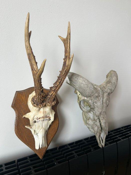 Hert / Bok Hoorns - Capreolus / Capra aegagrus hircus - 30, Antiek en Kunst, Curiosa en Brocante