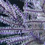 Pseudopterogorgia bipinnata (Purple willow gorgonian) M (Ong, Dieren en Toebehoren, Reptielen en Amfibieën