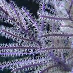 Pseudopterogorgia bipinnata (Purple willow gorgonian) M (Ong, Animaux & Accessoires, Reptiles & Amphibiens