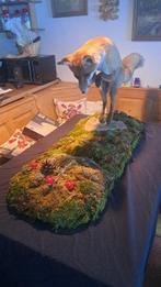 Rode vos Taxidermie volledige montage - Fox jung fuchs Joung, Verzamelen, Dierenverzamelingen, Nieuw