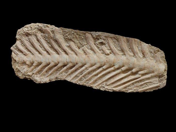 Staart van Mosasaurus End - Fossiel skelet - Mosasaurus - 45, Verzamelen, Mineralen en Fossielen