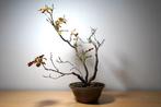 Beukenboom bonsai (Fagus) - Hoogte (boom): 50 cm - Diepte