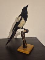 Pie Support de corps entier pour taxidermie - Pica pica - 39, Verzamelen, Dierenverzamelingen, Nieuw