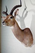 Impala Taxidermie wandmontage - Aepyceros melampus - 45 cm -, Verzamelen, Nieuw