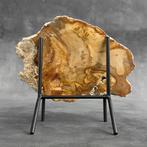 Magnifique tranche de bois pétrifié sur un support