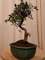 Chinese iep bonsai (Ulmus parviflora) - Hoogte (boom): 25 cm
