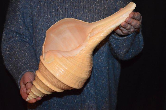 Zeeslak Zeeschelp - S-85 SYRINX ARUANUS, Collections, Collections Animaux