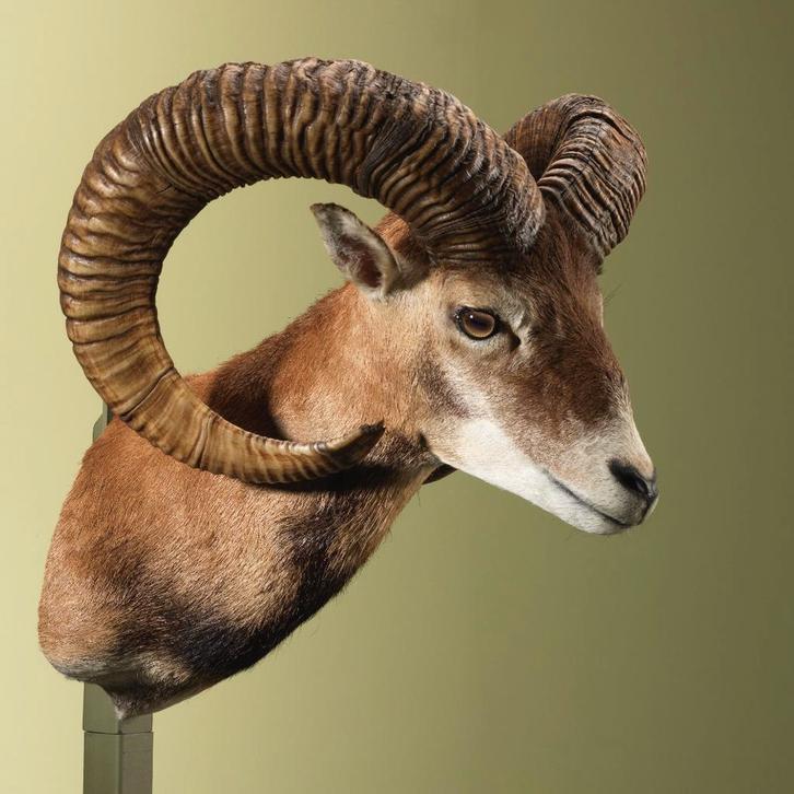 Moeflon Taxidermie Opgezette Dieren By Max, Verzamelen, Dierenverzamelingen, Opgezet dier, Nieuw, Wild dier, Ophalen of Verzenden