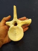 Mosasaurus - Fossiel wervelbot - mosasaurus - 15 cm - 13 cm, Verzamelen