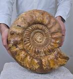 Ammoniet - Gefossiliseerd dier - Large Ammonite Fossil, Collections