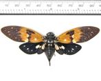 15 x Amber Cicadas, 90 mm vleugelwijdte A1 Taxidermie, Antiek en Kunst