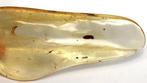 Copal - Ambre - Big chunk with many insects , including a