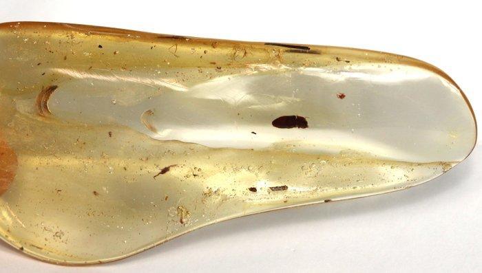 Copal - Ambre - Big chunk with many insects , including a, Collections, Minéraux & Fossiles