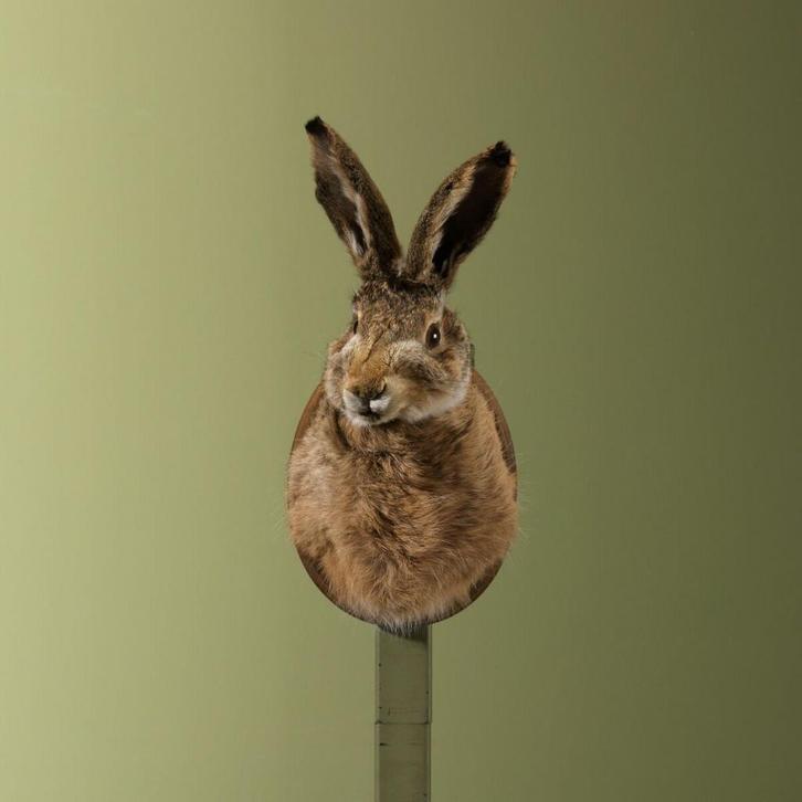 Haas Taxidermie Opgezette Dieren By Max, Verzamelen, Dierenverzamelingen, Opgezet dier, Nieuw, Wild dier, Ophalen of Verzenden