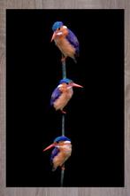 Marco Simoni -  Corythornis cristatus, Antiek en Kunst