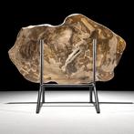 Magnifique tranche de bois pétrifié sur un support