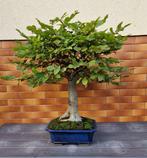 Bonsaï Charme (Carpinus) - Hauteur (arbre) : 70 cm -