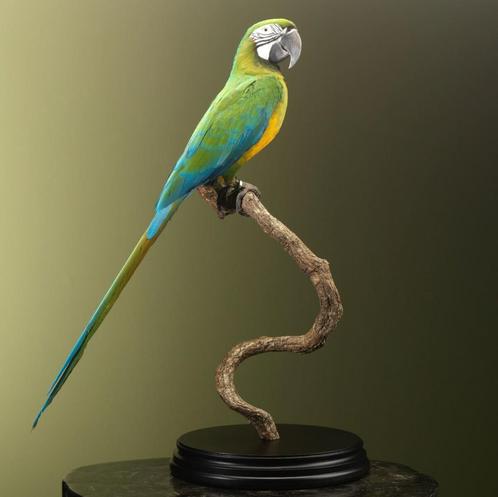 Hybride Ara Taxidermie Opgezette Dieren By Max, Verzamelen, Dierenverzamelingen, Opgezet dier, Nieuw, Vogel, Ophalen of Verzenden