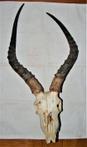 Antilope - impala - 65×32×15 cm