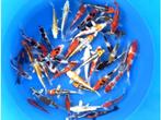 Fukasawa 17-20cm  tosai mix (Japanse Koi), Tuin en Terras, Vijvers, Ophalen of Verzenden, Nieuw
